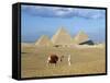 Camel Rider at Giza Pyramids, Giza, Cairo, Egypt, Africa-Nigel Francis-Framed Stretched Canvas