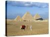 Camel Rider at Giza Pyramids, Giza, Cairo, Egypt, Africa-Nigel Francis-Stretched Canvas