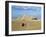 Camel Rider at Giza Pyramids, Giza, Cairo, Egypt, Africa-Nigel Francis-Framed Photographic Print