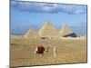 Camel Rider at Giza Pyramids, Giza, Cairo, Egypt, Africa-Nigel Francis-Mounted Photographic Print