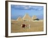 Camel Rider at Giza Pyramids, Giza, Cairo, Egypt, Africa-Nigel Francis-Framed Photographic Print