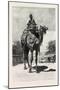 Camel Rider, Egypt, 1879-null-Mounted Giclee Print