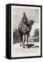 Camel Rider, Egypt, 1879-null-Framed Stretched Canvas