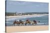 Camel Riding in the Famous Sand Dunes of Natal, Rio Grande Do Norte, Brazil, South America-Michael Runkel-Stretched Canvas