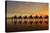 Camel Safari Famous Camel Safari on Broom's Cable-null-Stretched Canvas