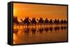 Camel Safari Famous Camel Safari on Broom's Cable-null-Framed Stretched Canvas