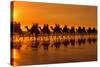 Camel Safari Famous Camel Safari on Broom's Cable-null-Stretched Canvas