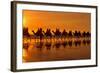 Camel Safari Famous Camel Safari on Broom's Cable-null-Framed Photographic Print