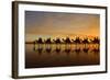 Camel Safari Famous Camel Safari on Broom's Cable-null-Framed Photographic Print