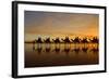 Camel Safari Famous Camel Safari on Broom's Cable-null-Framed Photographic Print