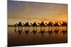 Camel Safari Famous Camel Safari on Broom's Cable-null-Mounted Photographic Print