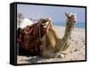 Camel, Sealine Beach Resort, Qatar, Middle East-Charles Bowman-Framed Stretched Canvas