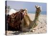 Camel, Sealine Beach Resort, Qatar, Middle East-Charles Bowman-Stretched Canvas