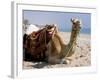 Camel, Sealine Beach Resort, Qatar, Middle East-Charles Bowman-Framed Photographic Print