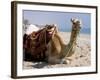 Camel, Sealine Beach Resort, Qatar, Middle East-Charles Bowman-Framed Photographic Print