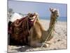 Camel, Sealine Beach Resort, Qatar, Middle East-Charles Bowman-Mounted Photographic Print