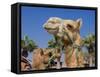 Camel, Sealine Beach Resort, Qatar, Middle East-Charles Bowman-Framed Stretched Canvas