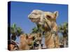 Camel, Sealine Beach Resort, Qatar, Middle East-Charles Bowman-Stretched Canvas