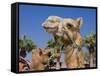 Camel, Sealine Beach Resort, Qatar, Middle East-Charles Bowman-Framed Stretched Canvas