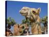 Camel, Sealine Beach Resort, Qatar, Middle East-Charles Bowman-Stretched Canvas