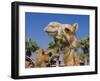 Camel, Sealine Beach Resort, Qatar, Middle East-Charles Bowman-Framed Photographic Print