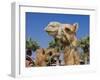 Camel, Sealine Beach Resort, Qatar, Middle East-Charles Bowman-Framed Photographic Print