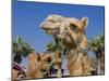 Camel, Sealine Beach Resort, Qatar, Middle East-Charles Bowman-Mounted Photographic Print