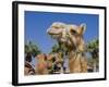 Camel, Sealine Beach Resort, Qatar, Middle East-Charles Bowman-Framed Photographic Print