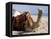 Camel, Sealine Beach Resort, Qatar, Middle East-Charles Bowman-Framed Stretched Canvas