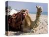 Camel, Sealine Beach Resort, Qatar, Middle East-Charles Bowman-Stretched Canvas