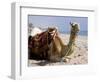 Camel, Sealine Beach Resort, Qatar, Middle East-Charles Bowman-Framed Photographic Print