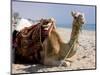 Camel, Sealine Beach Resort, Qatar, Middle East-Charles Bowman-Mounted Photographic Print