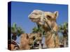 Camel, Sealine Beach Resort, Qatar, Middle East-Charles Bowman-Stretched Canvas