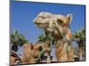 Camel, Sealine Beach Resort, Qatar, Middle East-Charles Bowman-Mounted Photographic Print
