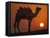 Camel Silhouetted Against the Setting Sun in the Thar Desert Near Jaisalmer, India-Frances Gallogly-Framed Stretched Canvas