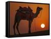 Camel Silhouetted Against the Setting Sun in the Thar Desert Near Jaisalmer, India-Frances Gallogly-Framed Stretched Canvas