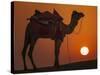 Camel Silhouetted Against the Setting Sun in the Thar Desert Near Jaisalmer, India-Frances Gallogly-Stretched Canvas