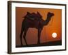 Camel Silhouetted Against the Setting Sun in the Thar Desert Near Jaisalmer, India-Frances Gallogly-Framed Photographic Print