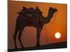 Camel Silhouetted Against the Setting Sun in the Thar Desert Near Jaisalmer, India-Frances Gallogly-Mounted Photographic Print