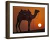 Camel Silhouetted Against the Setting Sun in the Thar Desert Near Jaisalmer, India-Frances Gallogly-Framed Photographic Print