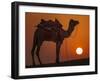 Camel Silhouetted Against the Setting Sun in the Thar Desert Near Jaisalmer, India-Frances Gallogly-Framed Photographic Print