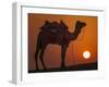 Camel Silhouetted Against the Setting Sun in the Thar Desert Near Jaisalmer, India-Frances Gallogly-Framed Photographic Print