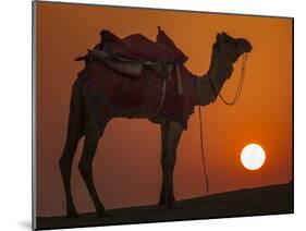 Camel Silhouetted Against the Setting Sun in the Thar Desert Near Jaisalmer, India-Frances Gallogly-Mounted Photographic Print