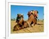 Camel Sleeping during a Desert Safari Pause-paul prescott-Framed Photographic Print