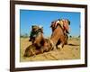 Camel Sleeping during a Desert Safari Pause-paul prescott-Framed Photographic Print