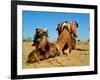 Camel Sleeping during a Desert Safari Pause-paul prescott-Framed Photographic Print