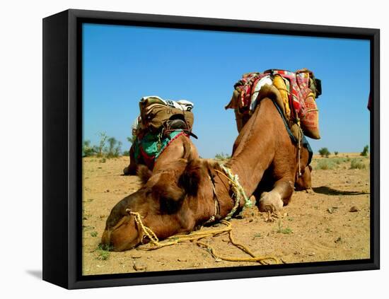 Camel Sleeping during a Desert Safari Pause-paul prescott-Framed Stretched Canvas