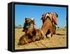 Camel Sleeping during a Desert Safari Pause-paul prescott-Framed Stretched Canvas