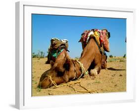 Camel Sleeping during a Desert Safari Pause-paul prescott-Framed Photographic Print