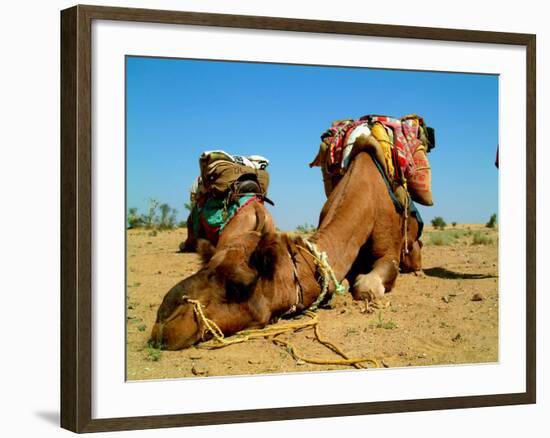 Camel Sleeping during a Desert Safari Pause-paul prescott-Framed Photographic Print